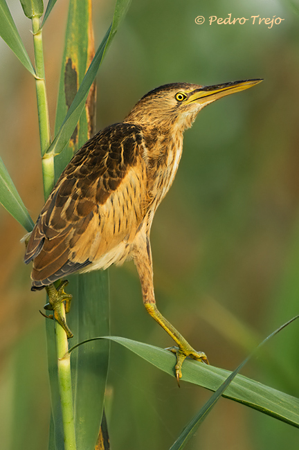 Avetorillo (Ixobrychus minutus)